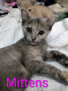 Rescue Extra Toes Cat Hemingway Polydactyl and Domestic Short Hair Cats for Adoption in Aurora, Indiana - Gaylenes : Mittens | PetCurious