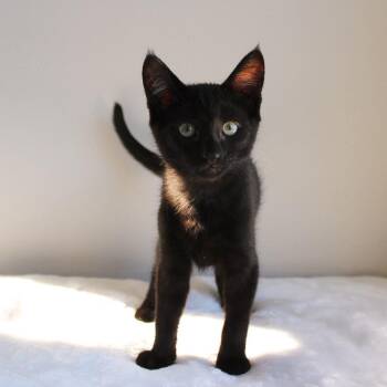 Nile -  Domestic Short Hair Cat for Adoption in Wayne, New Jersey - Nile | PetCurious
