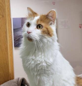 Conan -  Domestic Long Hair and Norwegian Forest Cat Cat for Adoption in Portage, Wisconsin - Conan | PetCurious