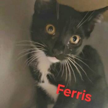 Domestic Short Hair Cats Available for Adoption - Ferris | PetCurious
