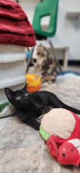 Kitten 27911 (Dot) -  Domestic Short Hair Cat for Adoption in Parlier, California - Kitten 27911 (Dot) | PetCurious