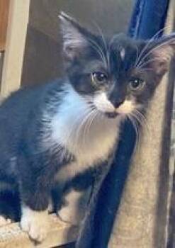 McKenzie -  Domestic Short Hair Cat for Adoption in Portsmouth, Ohio - McKenzie | PetCurious