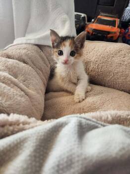 Roxie -  Domestic Long Hair Cat for Adoption in Millcreek, Utah - Roxie | PetCurious