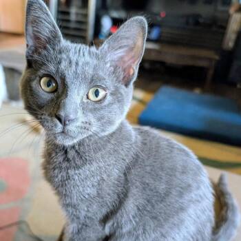 Glaceon -  Domestic Short Hair Cat for Adoption in Dallas, Texas - Glaceon | PetCurious