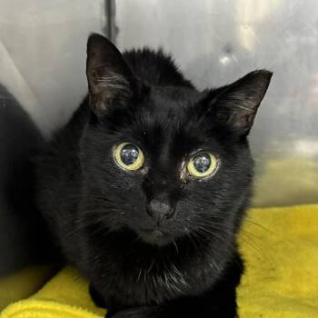 SVAS-Stray-38877 -  Domestic Short Hair Cat for Adoption in Lyndhurst, Virginia - SVAS-Stray-38877 | PetCurious