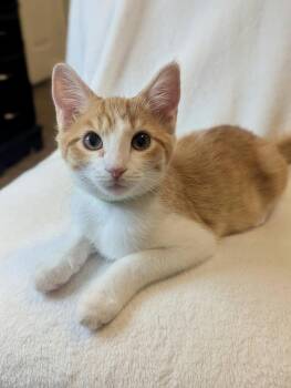 Spice E. -  Domestic Short Hair and Tabby Cat for Adoption in Frisco, Texas - Spice E. | PetCurious