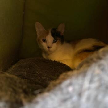 Penny -  Domestic Short Hair Cat for Adoption in Midland, Texas - Penny | PetCurious