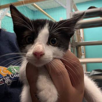 Foxy -  Domestic Short Hair Cat for Adoption in Lake Jackson, Texas - Foxy | PetCurious