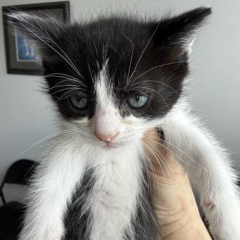 Domestic Short Hair Cats Available for Adoption in Austin, Texas - Fluffy Fox 6 | PetCurious