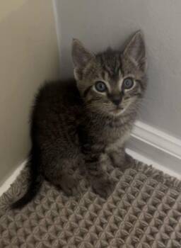 Harry -  Domestic Short Hair and Tabby Cat for Adoption in Greensboro, North Carolina - Harry | PetCurious
