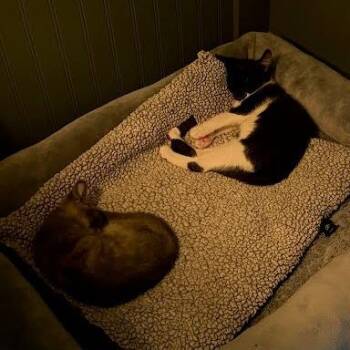 Momo -  Domestic Short Hair Cat for Adoption in South Elgin, Illinois - Momo | PetCurious