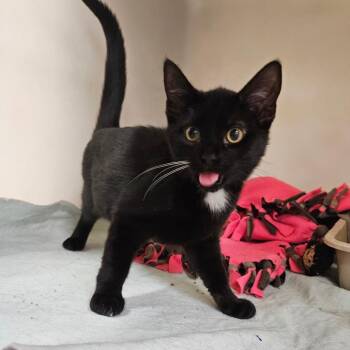 Whisky -  Domestic Short Hair Cat for Adoption in Zanesville, Ohio - Whisky | PetCurious