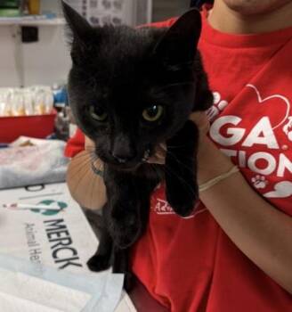 Dino Rawrrr -  Domestic Short Hair Cat for Adoption in West Chester, Pennsylvania - Dino Rawrrr | PetCurious