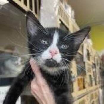 Stripes - Butler Campus -  Domestic Short Hair Cat for Adoption in Flagstaff, Arizona - Stripes - Butler Campus | PetCurious