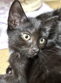 TAG -  Domestic Short Hair Cat for Adoption in Dedham, Massachusetts - TAG | PetCurious