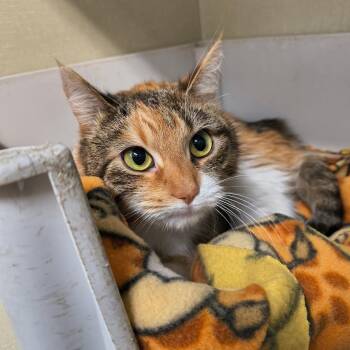 Domestic Short Hair Cats Available for Adoption - Winnie | PetCurious