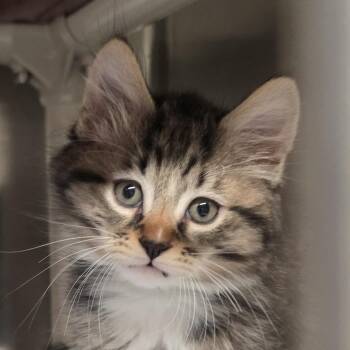Marley *Avail on 9/26 at Biddeford PetSmart* -  Domestic Medium Hair Cat for Adoption in Kennebunk, Maine - Marley *Avail On 9/26 At Biddeford PetSmart* | PetCurious
