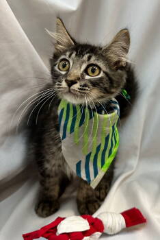 Rescue Domestic Medium Hair Cats for Adoption in Margate, Florida - PIERRE | PetCurious