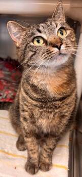 Domestic Short Hair Cats Available for Adoption - Tabbitha | PetCurious