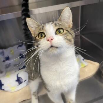 Tyland -  Domestic Short Hair Cat for Adoption in Knoxville, Tennessee - Tyland | PetCurious
