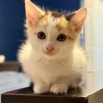 Chaos Casserole -  Calico Cat for Adoption in Mckenzie, Tennessee - Chaos Casserole | PetCurious