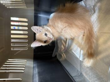 Rescue British Longhair Cats for Adoption in Oceanside, California - Lilo | PetCurious