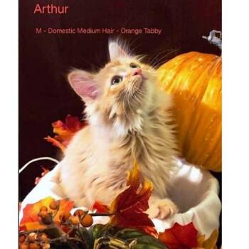Rescue Tabby Cats for Adoption in Millcreek, Utah - Arthur | PetCurious