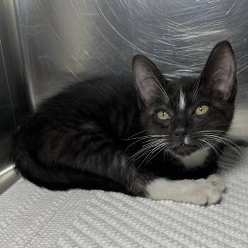 Prince -  Domestic Short Hair Cat for Adoption in Palm Springs, California - Prince | PetCurious