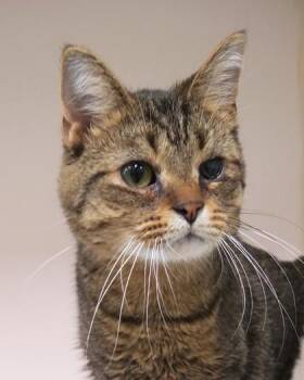 Domestic Short Hair Cats Available for Adoption in Fishers, Indiana - Journey | PetCurious