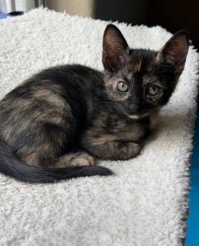 Esme -  Tortoiseshell Cat for Adoption in Sanford, Florida - Esme | PetCurious