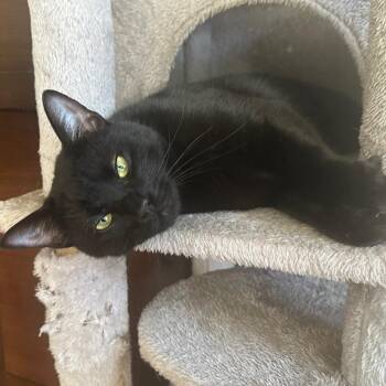 American Shorthair Cats Available for Adoption - West | PetCurious