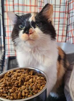 Melody -  Domestic Long Hair Cat for Adoption in Portland, Indiana - Melody | PetCurious