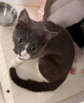 100-Summer Sky -  Domestic Short Hair Cat for Adoption in Windsor, Connecticut - 100-Summer Sky | PetCurious