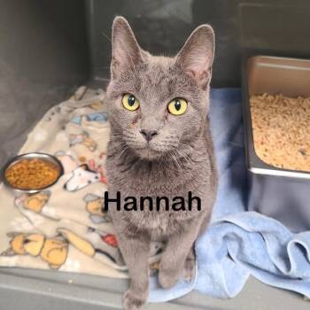 HANNAH -  Domestic Short Hair Cat for Adoption in New Bern, North Carolina - HANNAH | PetCurious