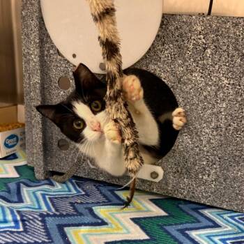 Matilda -  Domestic Short Hair Cat for Adoption in Dickinson, Texas - Matilda | PetCurious