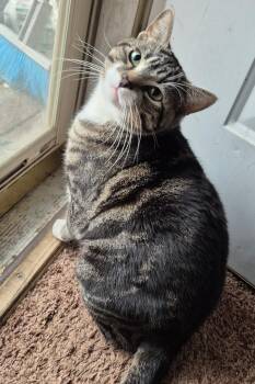 Annie Oakley -  Domestic Short Hair Cat for Adoption in Aspen, Colorado - Annie Oakley | PetCurious