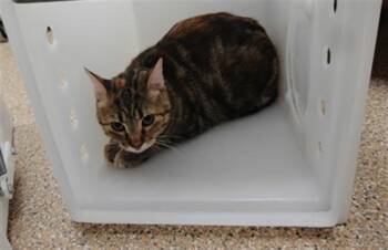 SWEETS -  Domestic Short Hair Cat for Adoption in Albuquerque, New Mexico - SWEETS | PetCurious