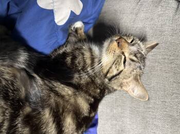 Rescue American Shorthair Cats for Adoption in Elmira, New York - Chicken Noodle! | PetCurious