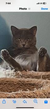 Rescue Russian Blue Cats for Adoption in Springdale, Pennsylvania - Skylar | PetCurious