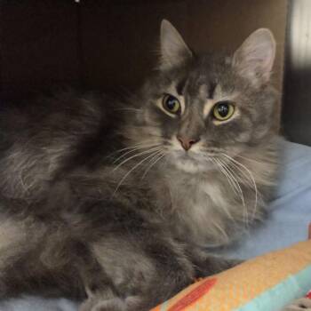 Gandolf -  Domestic Long Hair Cat for Adoption in Ballston Spa, New York - Gandolf | PetCurious
