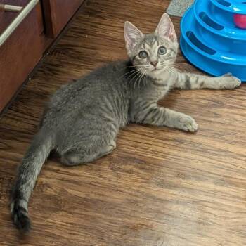 Fall and Glory -  Domestic Short Hair Cat for Adoption in Fredericksburg, Virginia - Fall And Glory | PetCurious