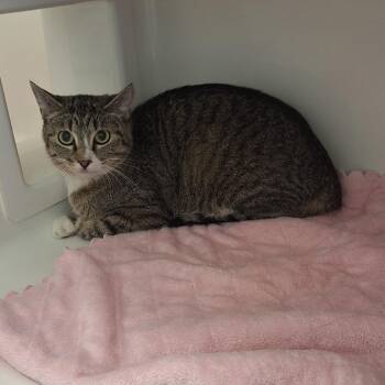 Amelia -  Domestic Short Hair Cat for Adoption in Grantsville, Utah - Amelia | PetCurious