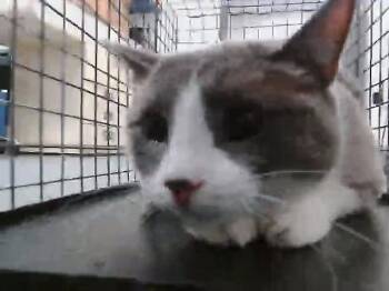 CHUBS -  Domestic Short Hair Cat Available for Adoption in Tulsa, Oklahoma - CHUBS | PetCurious