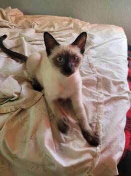 Master Po 7561 -  Siamese Cat for Adoption in Dallas, Texas - Master Po 7561 | PetCurious