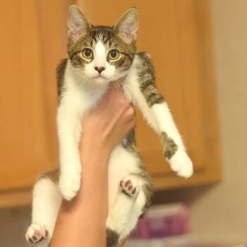 Jelly Bean -  Domestic Short Hair Cat for Adoption in Belleville, Illinois - Jelly Bean | PetCurious