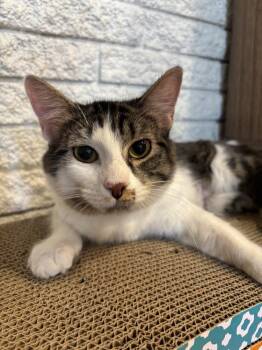 Domestic Medium Hair Cats Available for Adoption - Alex | PetCurious