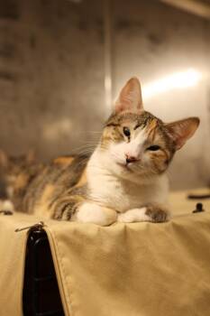 Dilute Tortoiseshell Cats Available for Adoption - Helen  | PetCurious