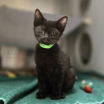 Pear -  Domestic Short Hair Cat for Adoption in Oakland, California - Pear | PetCurious