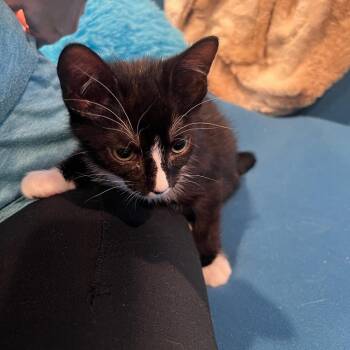 Mowgli -  Domestic Short Hair Cat for Adoption in Garden Grove, California - Mowgli | PetCurious