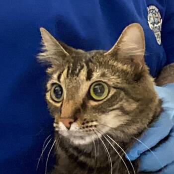 Domestic Medium Hair Cats Available for Adoption - Valkyrie (Val) | PetCurious